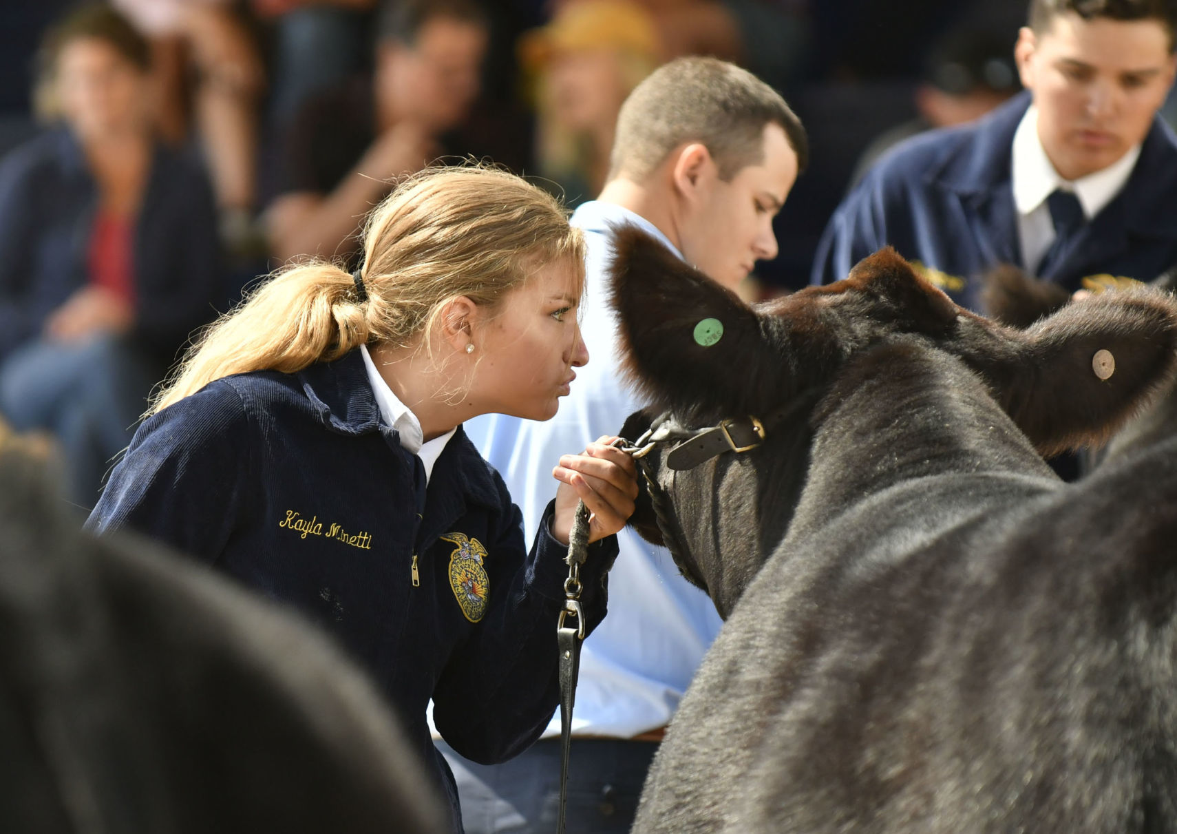 071018 County Fair steer judging 01.jpg